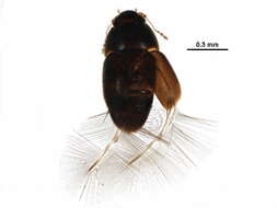 Image of Acrotrichis (Acrotrichis) insularis (Mäklin 1852)