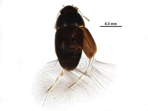 صورة Acrotrichis (Acrotrichis) insularis (Mäklin 1852)