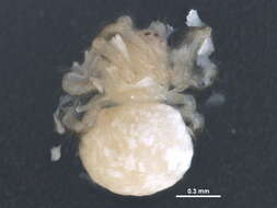 صورة Theridion