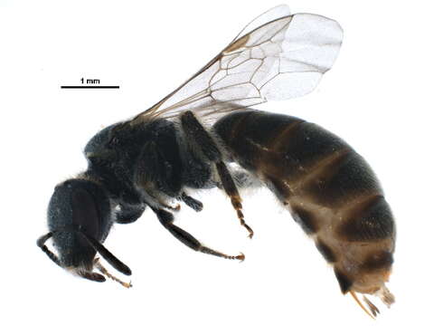 Lasioglossum subversans (Mitchell 1960)的圖片