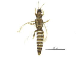 صورة Tenothrips frici (Uzel 1895)