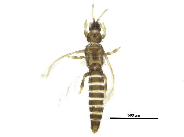 صورة Tenothrips frici (Uzel 1895)