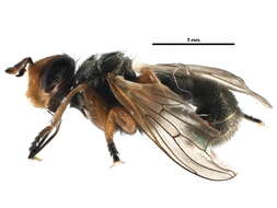 Image of Thecophora