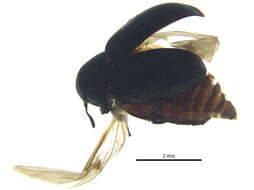 Image of Morychus aeneolus (Le Conte 1863)