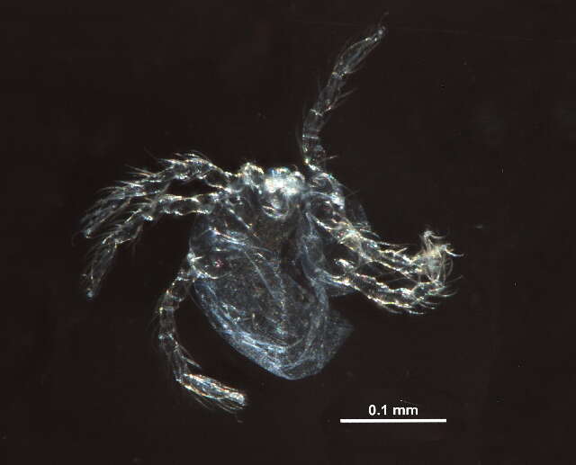 Image of Hydryphantidae