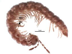 Image of Flat-backed Millipedes