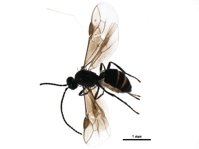 Image of Braconinae