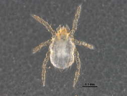 Image of Trombiculoidea