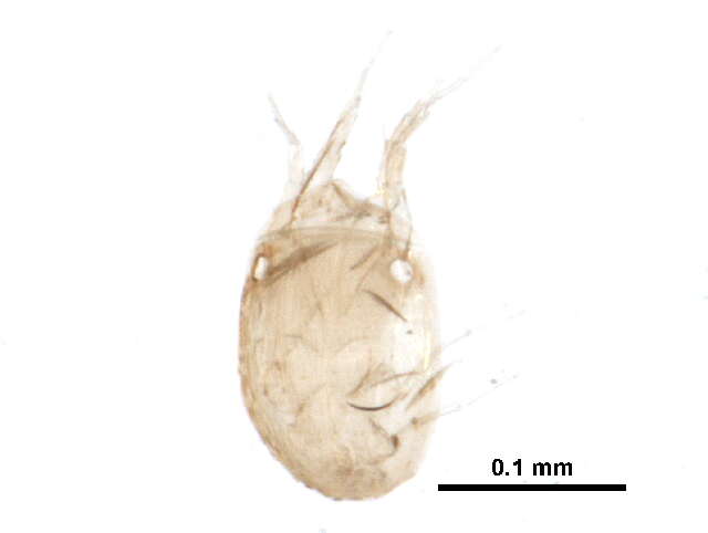 Слика од Histiostomatidae