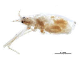 Image of Macrosiphum (Macrosiphum) parvifolii Richards 1967