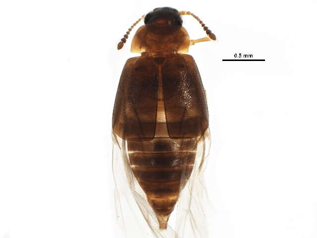 Plancia ëd Proteininae