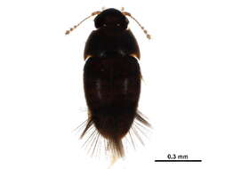 صورة Acrotrichis (Acrotrichis) insularis (Mäklin 1852)