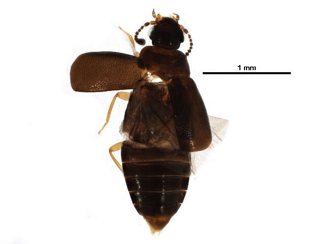 Plancia ëd Proteininae