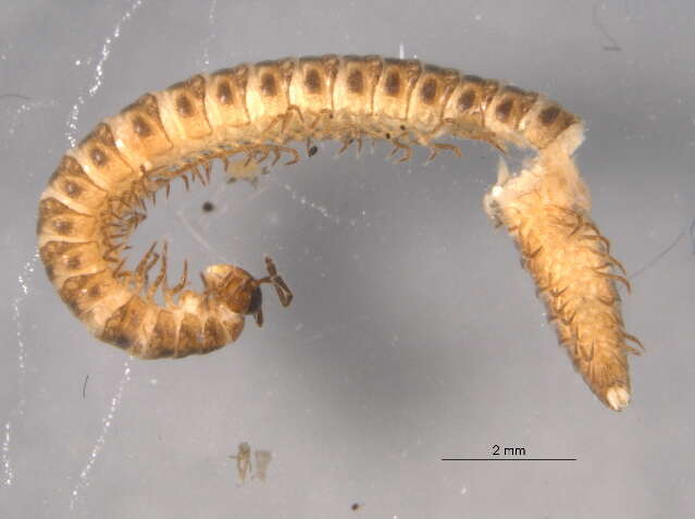 Chordeumatidae resmi