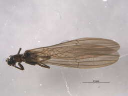 Image de Paraleuctra occidentalis (Banks 1907)