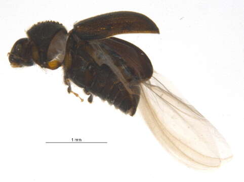 صورة Cryphalus ruficollis Hopkins 1915