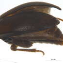 Image of Catops egenus (Horn 1880)