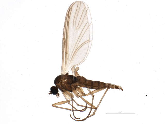 Image of Camptochaeta consimilis (Holmgren 1869)