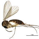 Image of Allodia pyxidiiformis Zaitzev 1983