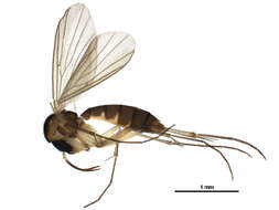 Image de Allodia pyxidiiformis Zaitzev 1983