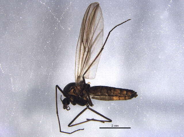 Image of Diamesinae