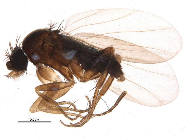 Sivun Megaselia eccoptomera Schmitz 1927 kuva