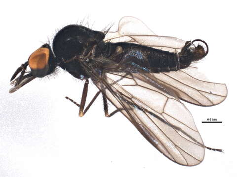 Image de Iteaphila nitidula Zetterstedt 1838