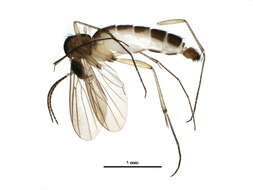 Image of Allodia septentrionalis Hackman 1971