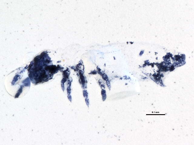 Image of Hypogastrura (Hypogastrura) tooliki Fjellberg 1985