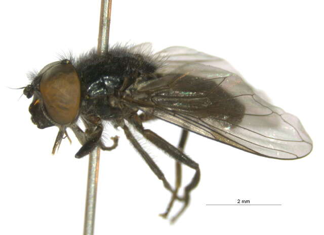 صورة Cheilosia laevis (Bigot 1884)