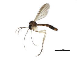 Image of Allodia septentrionalis Hackman 1971