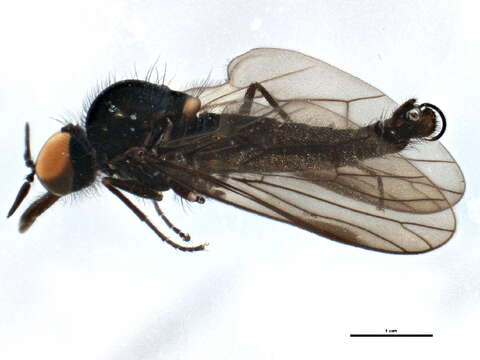 Image de Iteaphila nitidula Zetterstedt 1838