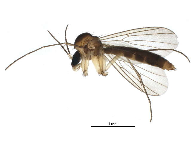 Image de Allodia septentrionalis Hackman 1971