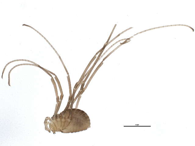 Image of Leiobunum exilipes