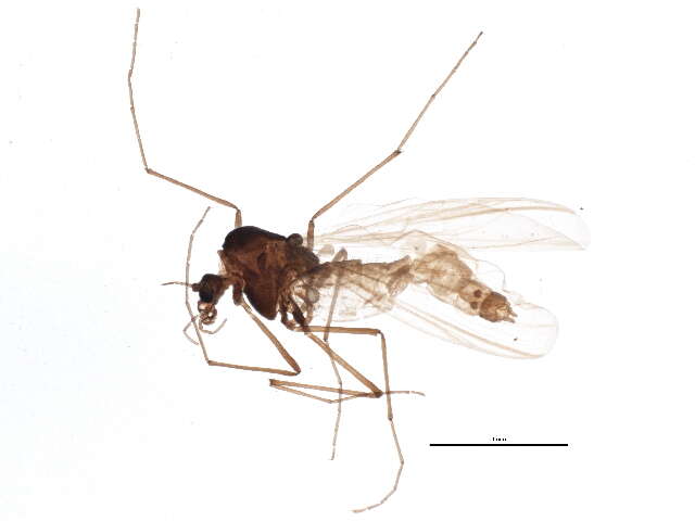 Image of Hydrobaenus