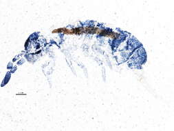 Image of Isotoma anglicana Lubbock & J 1862