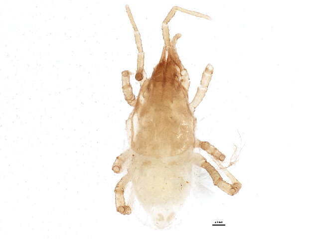 Image of Arctacaridae