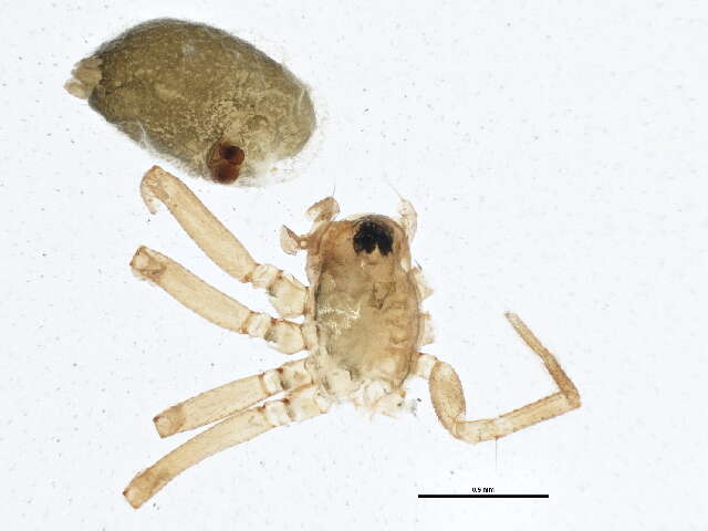 Diplocentria perplexa (Chamberlin & Ivie 1939) resmi