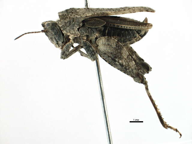 Image of Obscure Pygmy Grasshopper