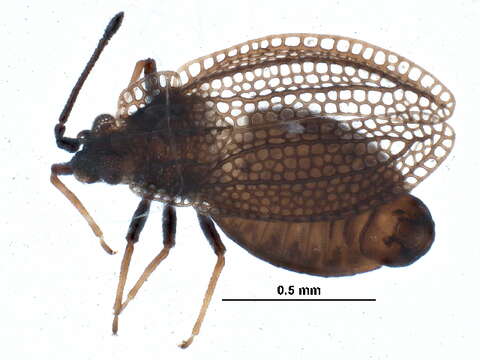 Image of Acalypta