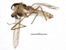 Image of Micropsectra polita (Malloch 1919)