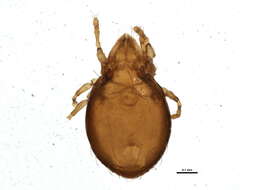 Image of Phauloppia boletorum (Ewing 1913)