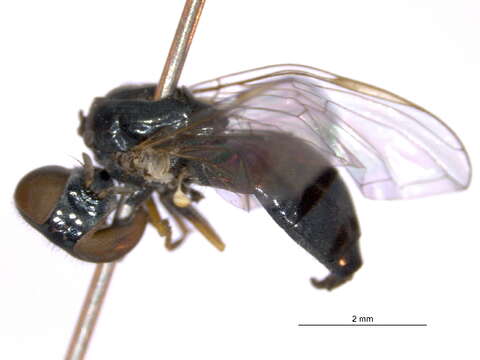 Image of Platycheirus sabulicola Vockeroth 1990