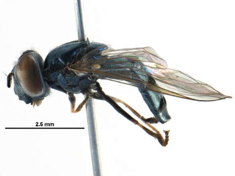 Image of Platycheirus sabulicola Vockeroth 1990