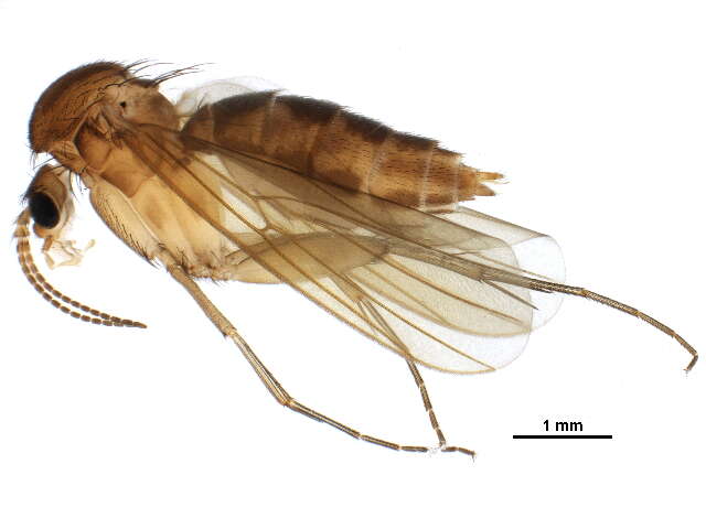 Imagem de Mycetophila perpallida Chandler 1993