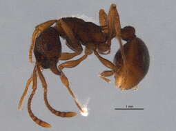 Image of Myrmica cf. fracticornis