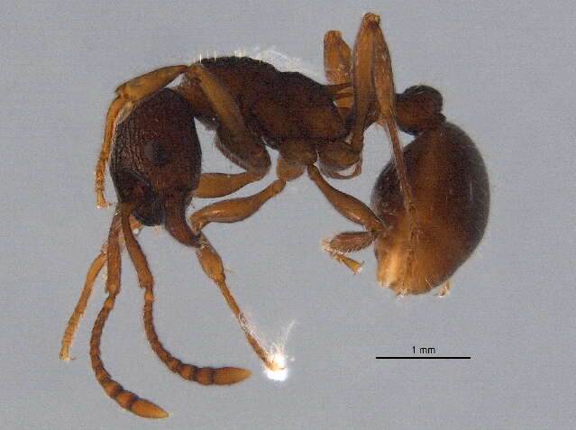 Image of Myrmica cf. fracticornis