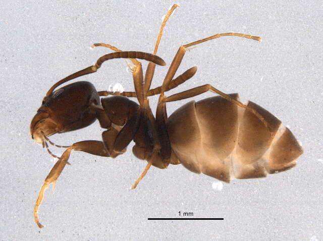 Image of Odorous House Ant