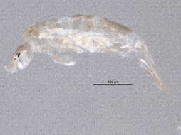 Image of Lepidocyrtus