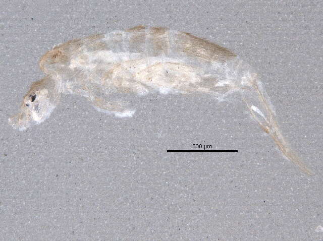 Image of Lepidocyrtus